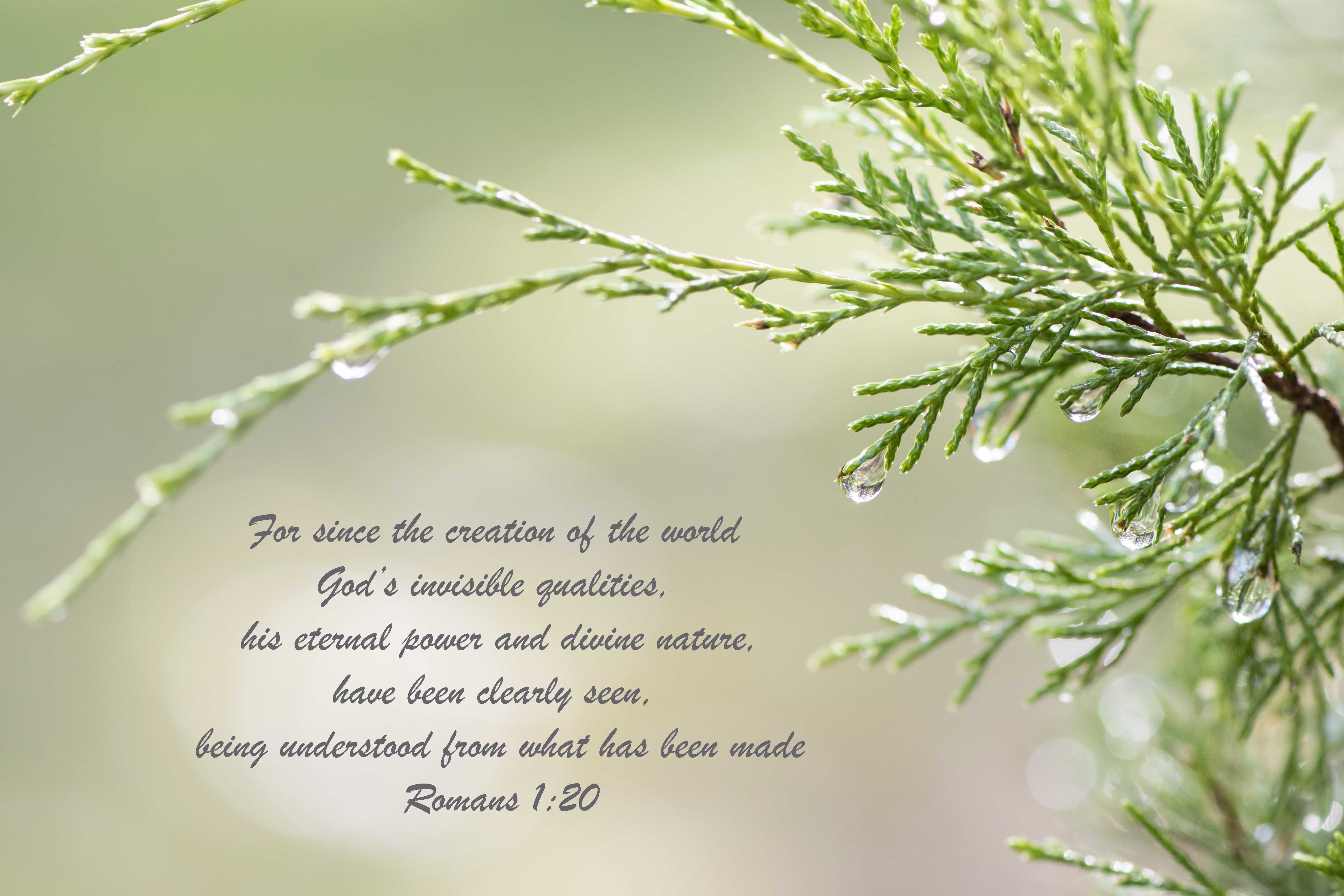 Romans 1 branch